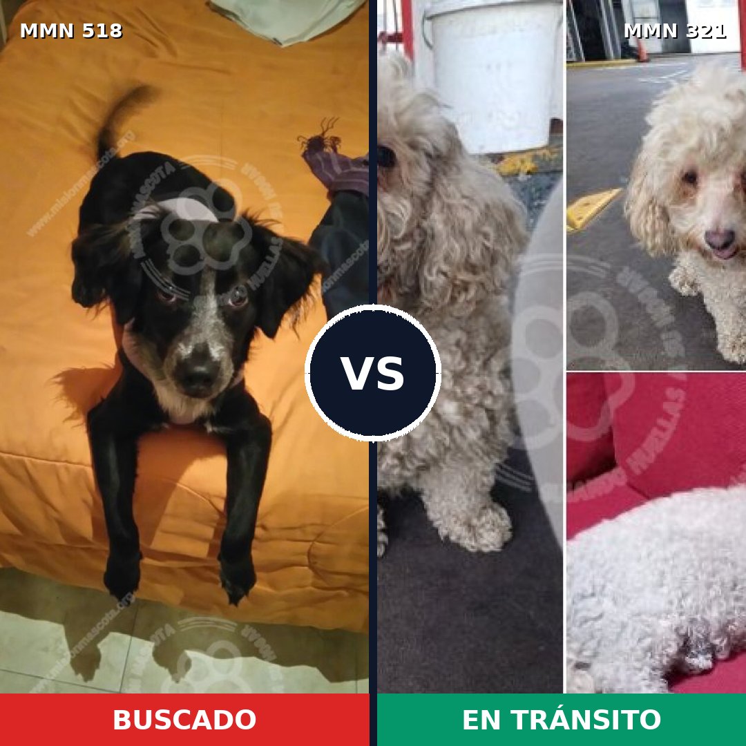 Comparativa MMS 8737: mascota perdida y mascota encontrada, 46% de similitud