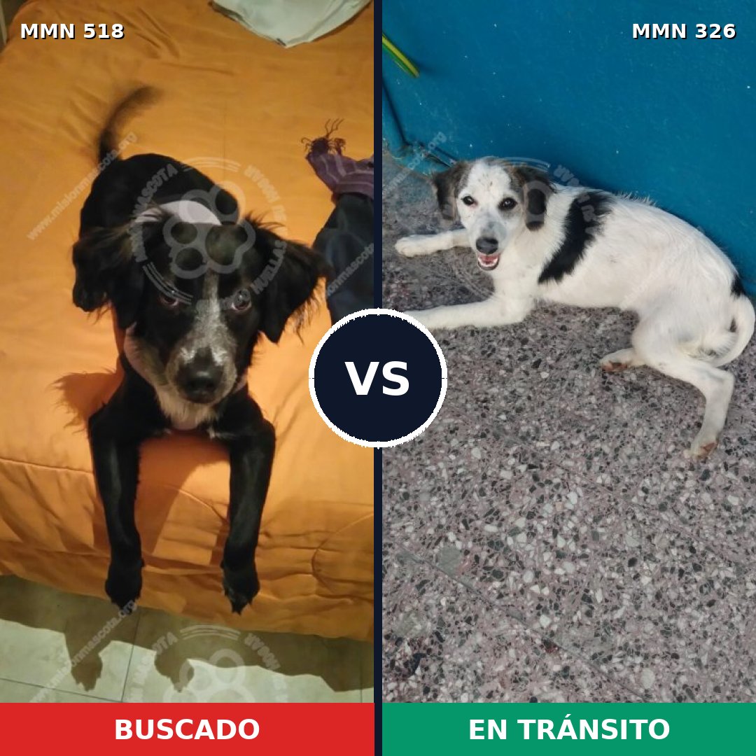Comparativa MMS 8738: mascota perdida y mascota encontrada, 72% de similitud