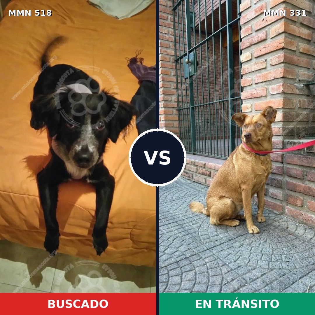 Comparativa MMS 8739: mascota perdida y mascota encontrada, 60% de similitud