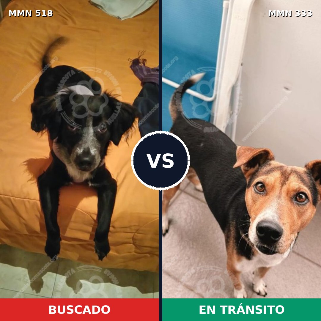 Comparativa MMS 8740: mascota perdida y mascota encontrada, 73% de similitud