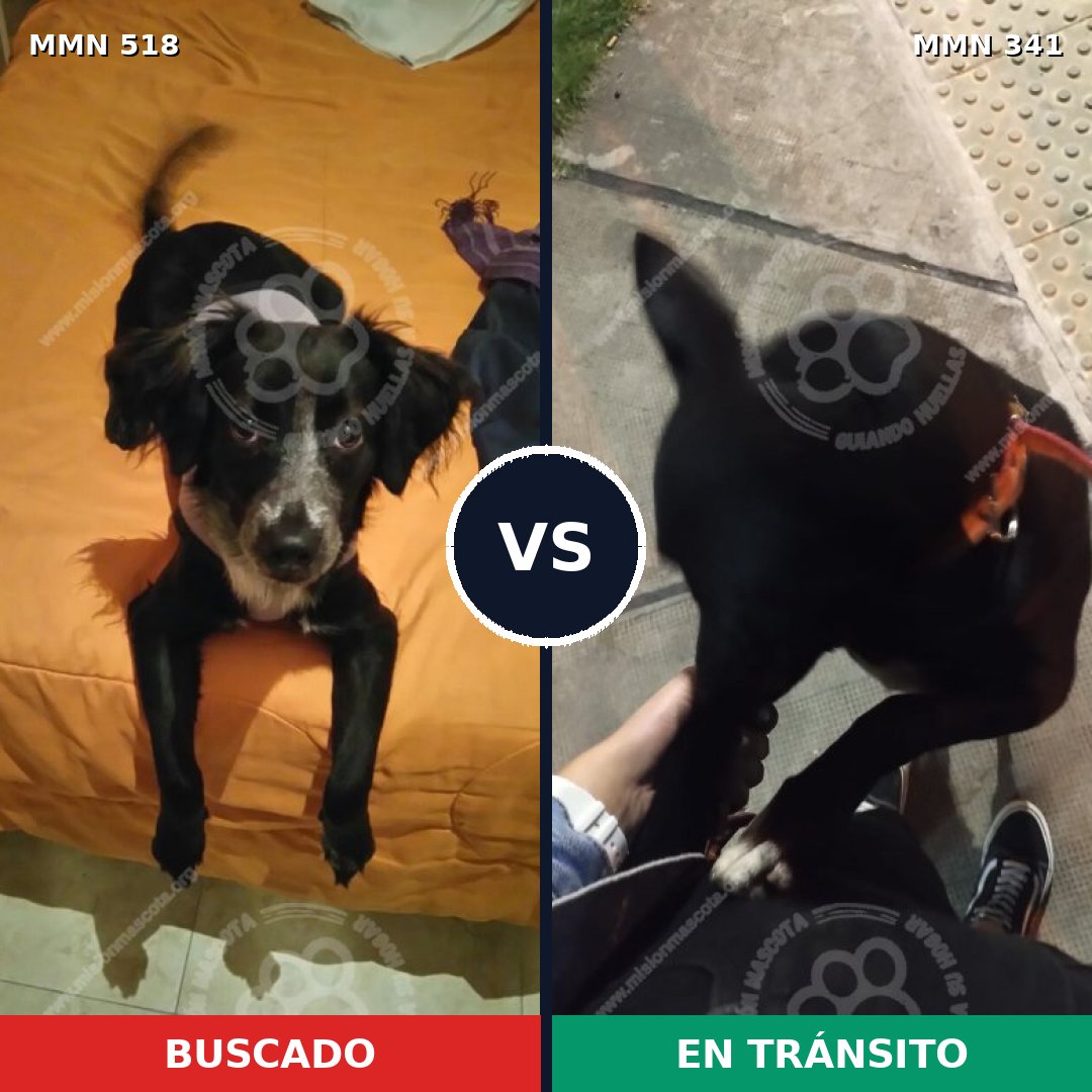 Comparativa MMS 8741: mascota perdida y mascota encontrada, 76% de similitud