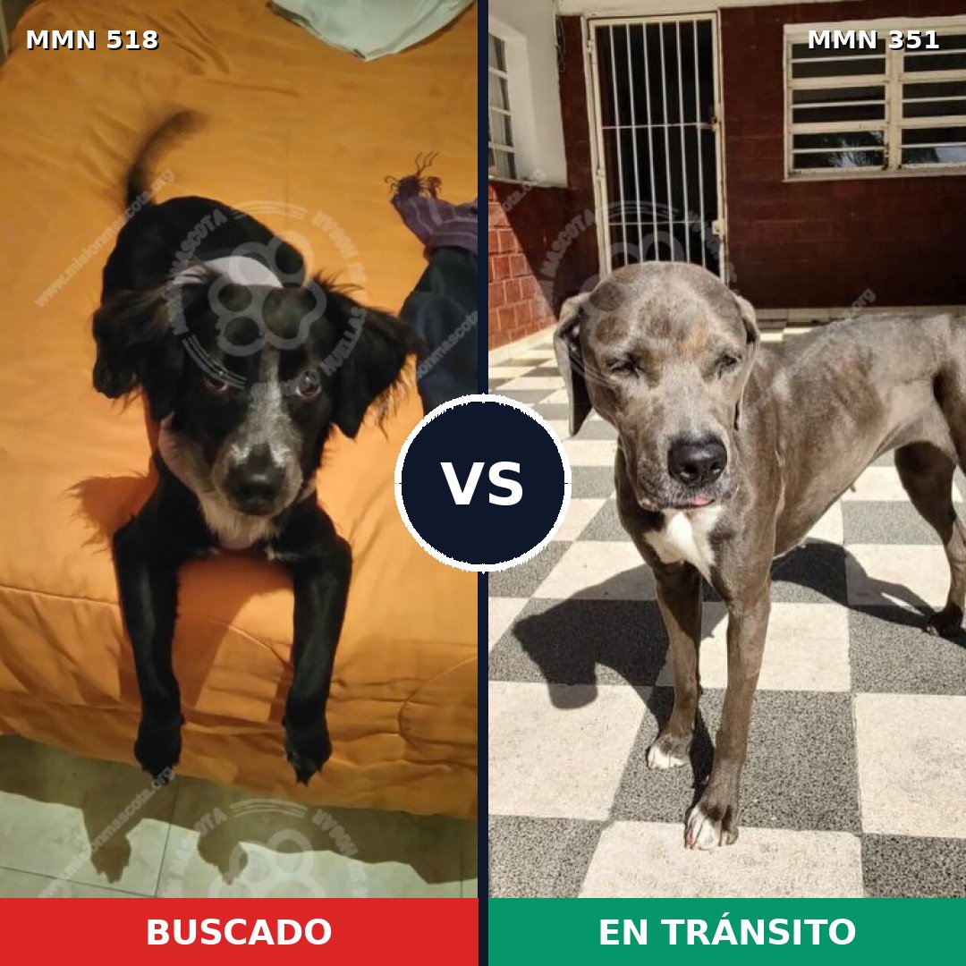 Comparativa MMS 8742: mascota perdida y mascota encontrada, 56% de similitud
