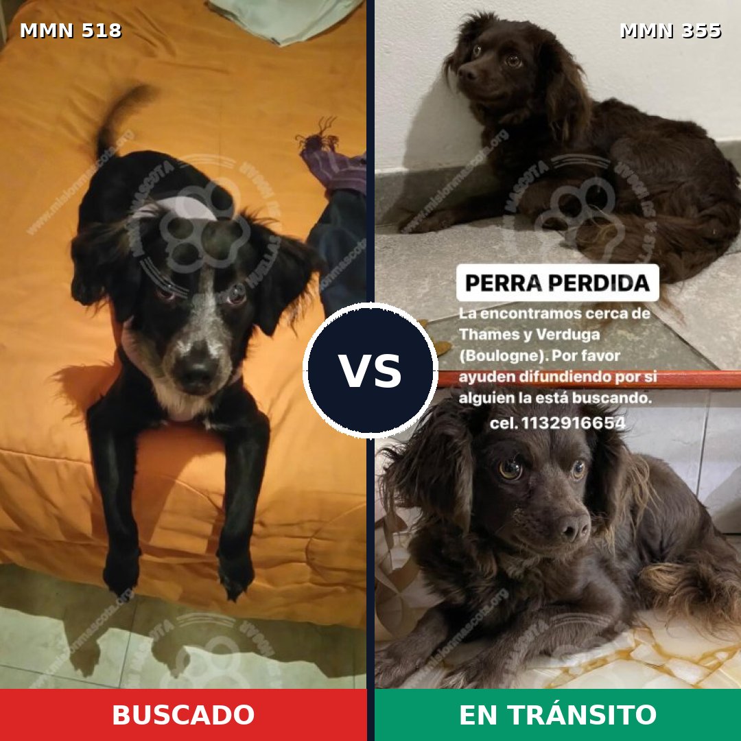 Comparativa MMS 8743: mascota perdida y mascota encontrada, 63% de similitud