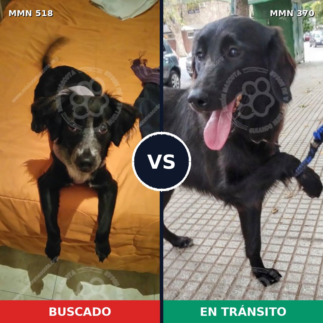Comparativa MMS 8745: mascota perdida y mascota encontrada, 78% de similitud