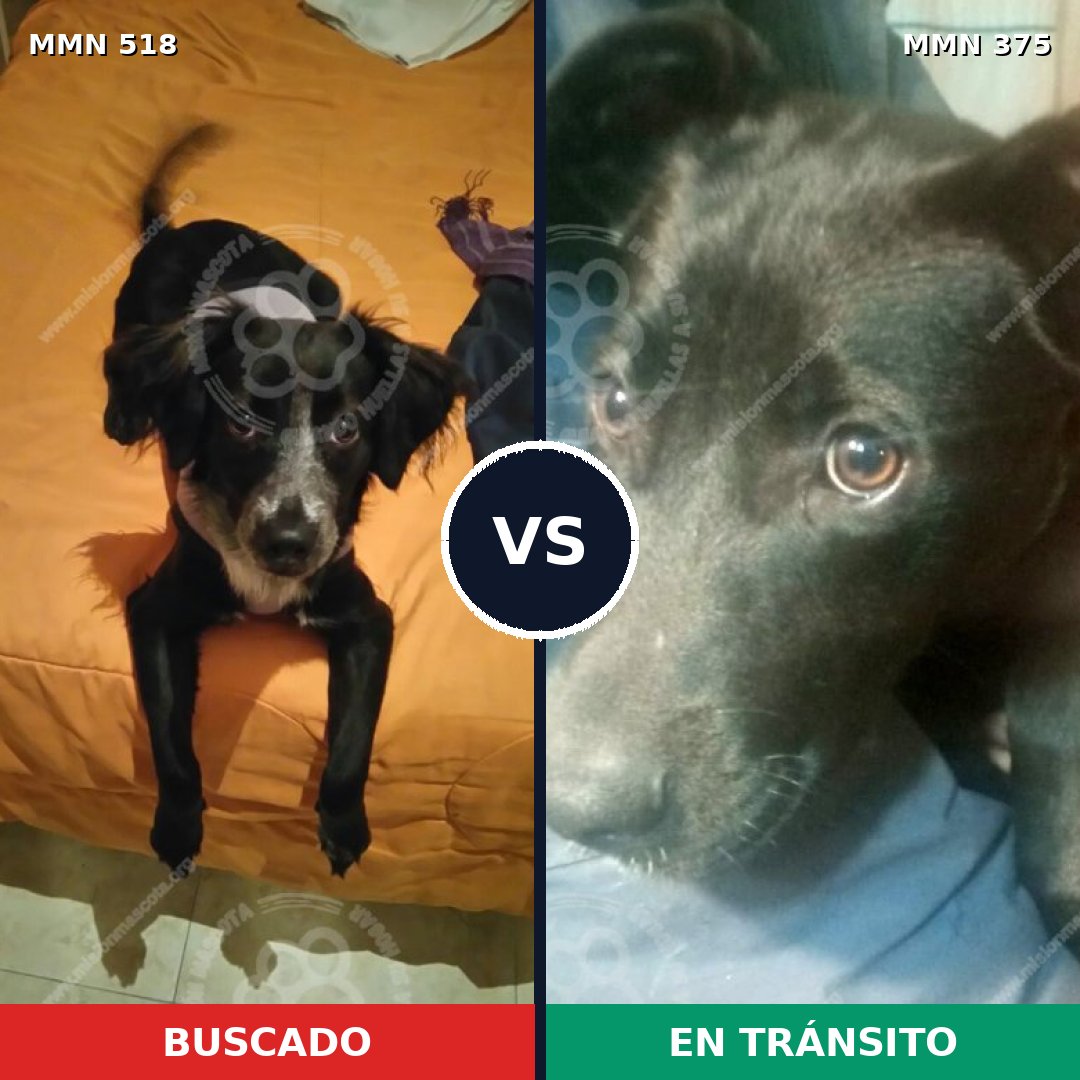 Comparativa MMS 8747: mascota perdida y mascota encontrada, 76% de similitud