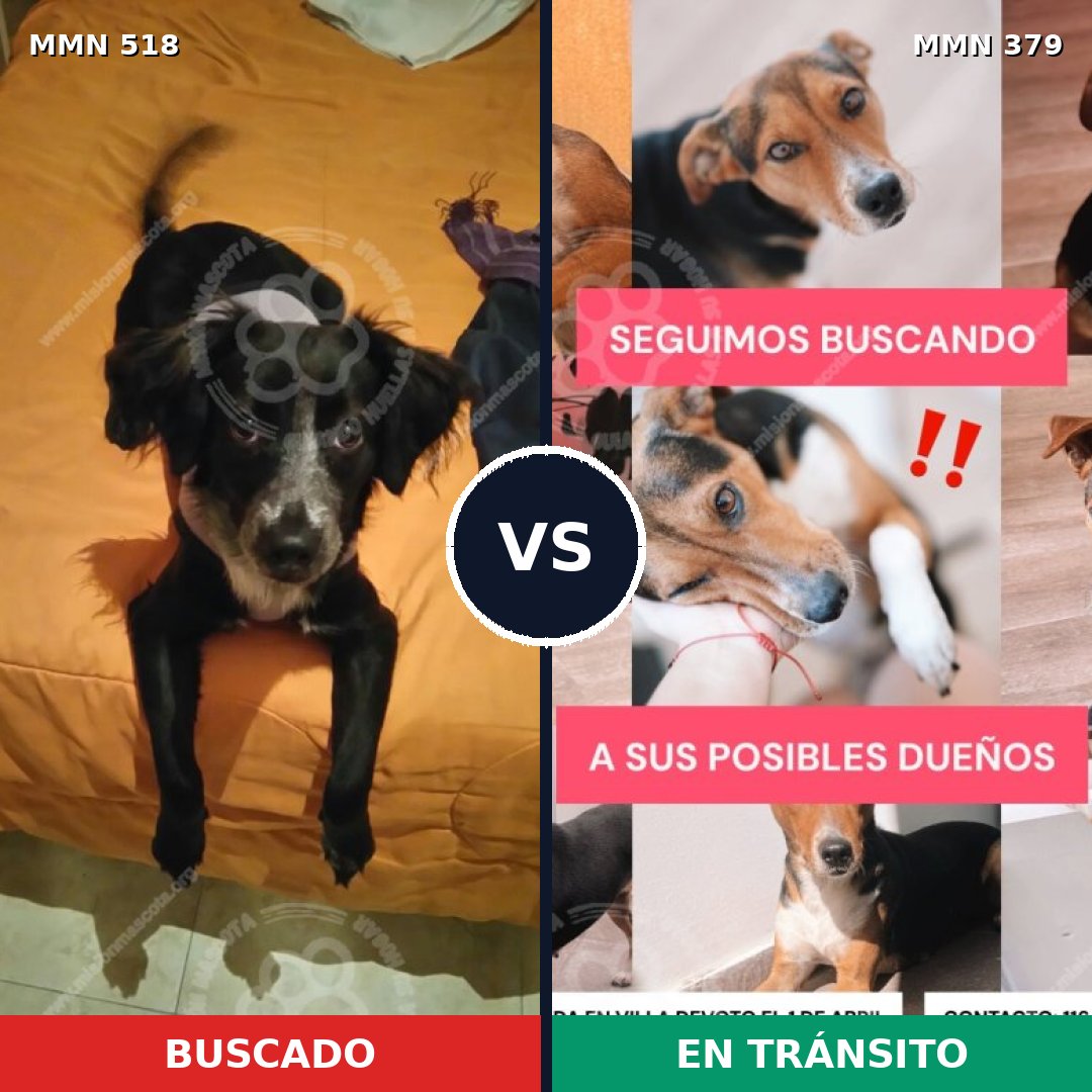 Comparativa MMS 8748: mascota perdida y mascota encontrada, 76% de similitud
