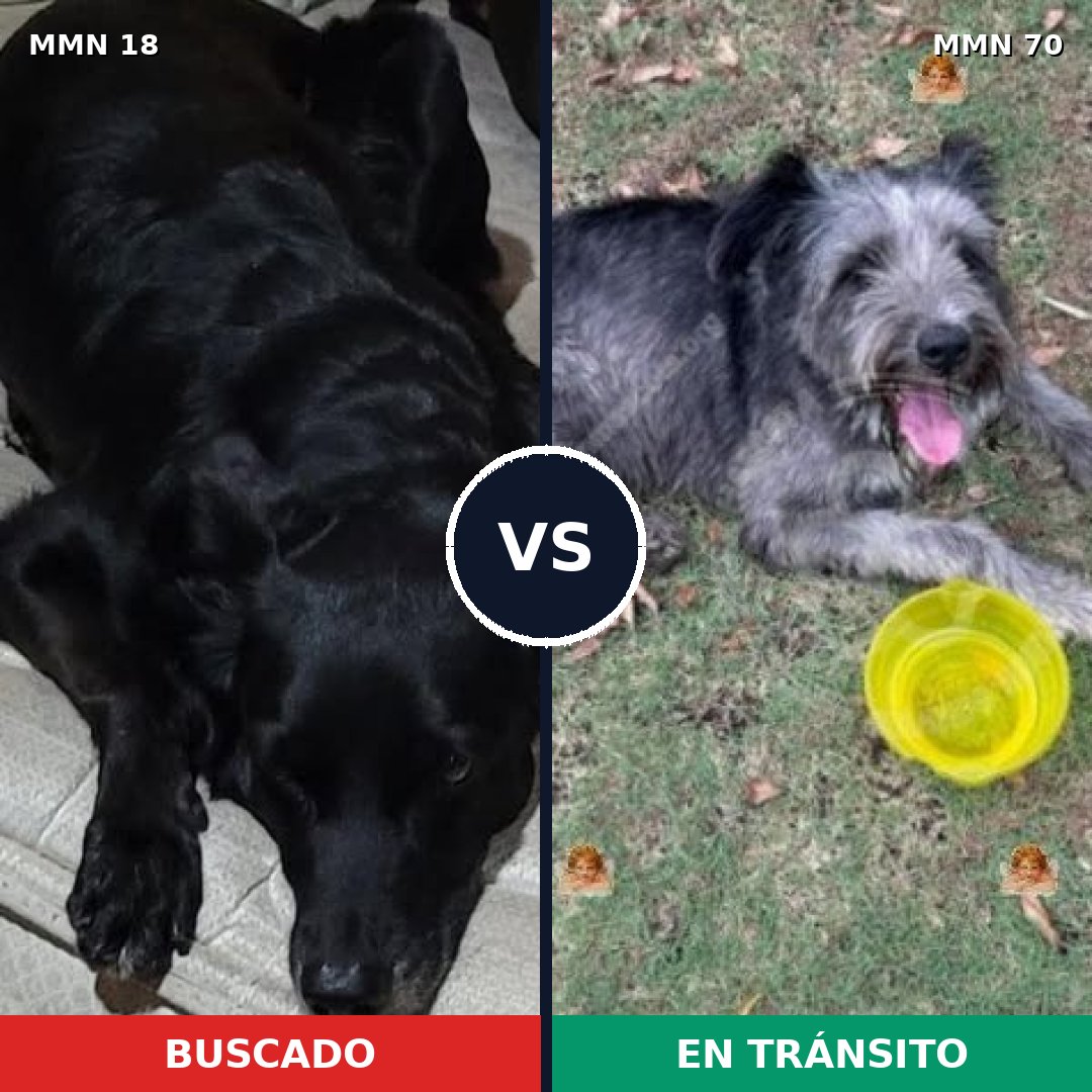 Comparativa MMS 875: mascota perdida y mascota encontrada, 56% de similitud
