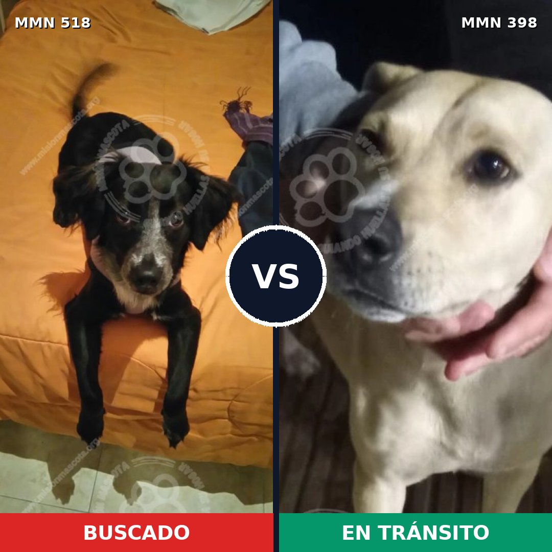 Comparativa MMS 8750: mascota perdida y mascota encontrada, 63% de similitud