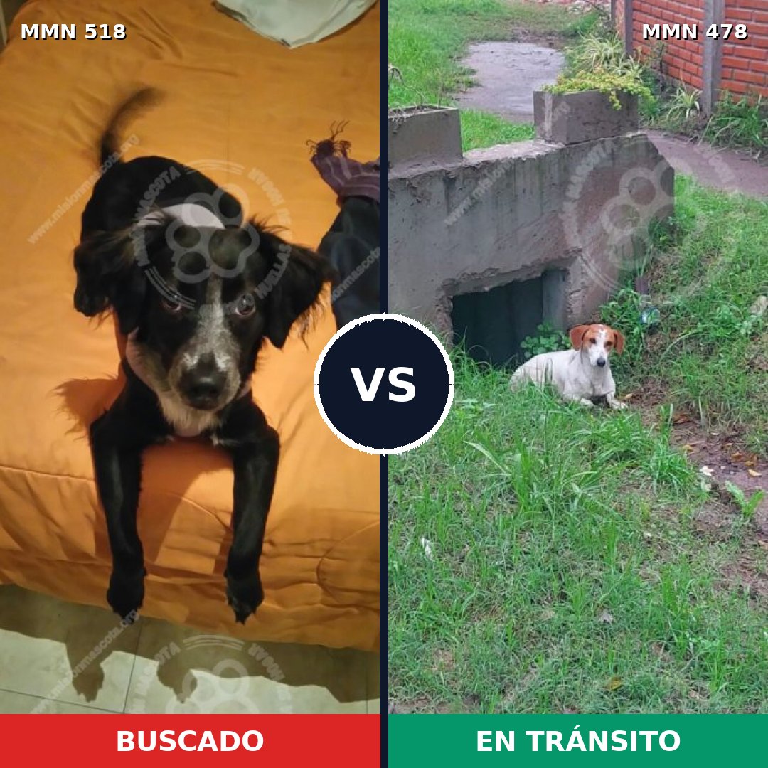 Comparativa MMS 8751: mascota perdida y mascota encontrada, 52% de similitud