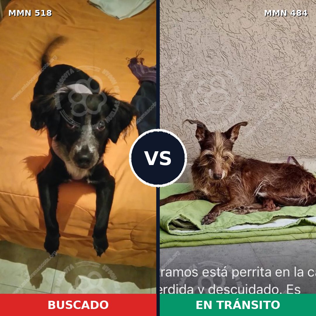 Comparativa MMS 8752: mascota perdida y mascota encontrada, 62% de similitud