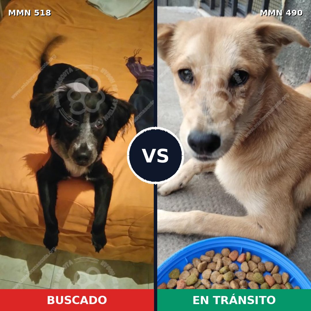 Comparativa MMS 8754: mascota perdida y mascota encontrada, 75% de similitud
