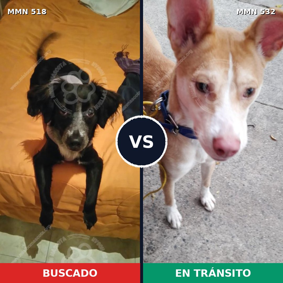 Comparativa MMS 8755: mascota perdida y mascota encontrada, 62% de similitud