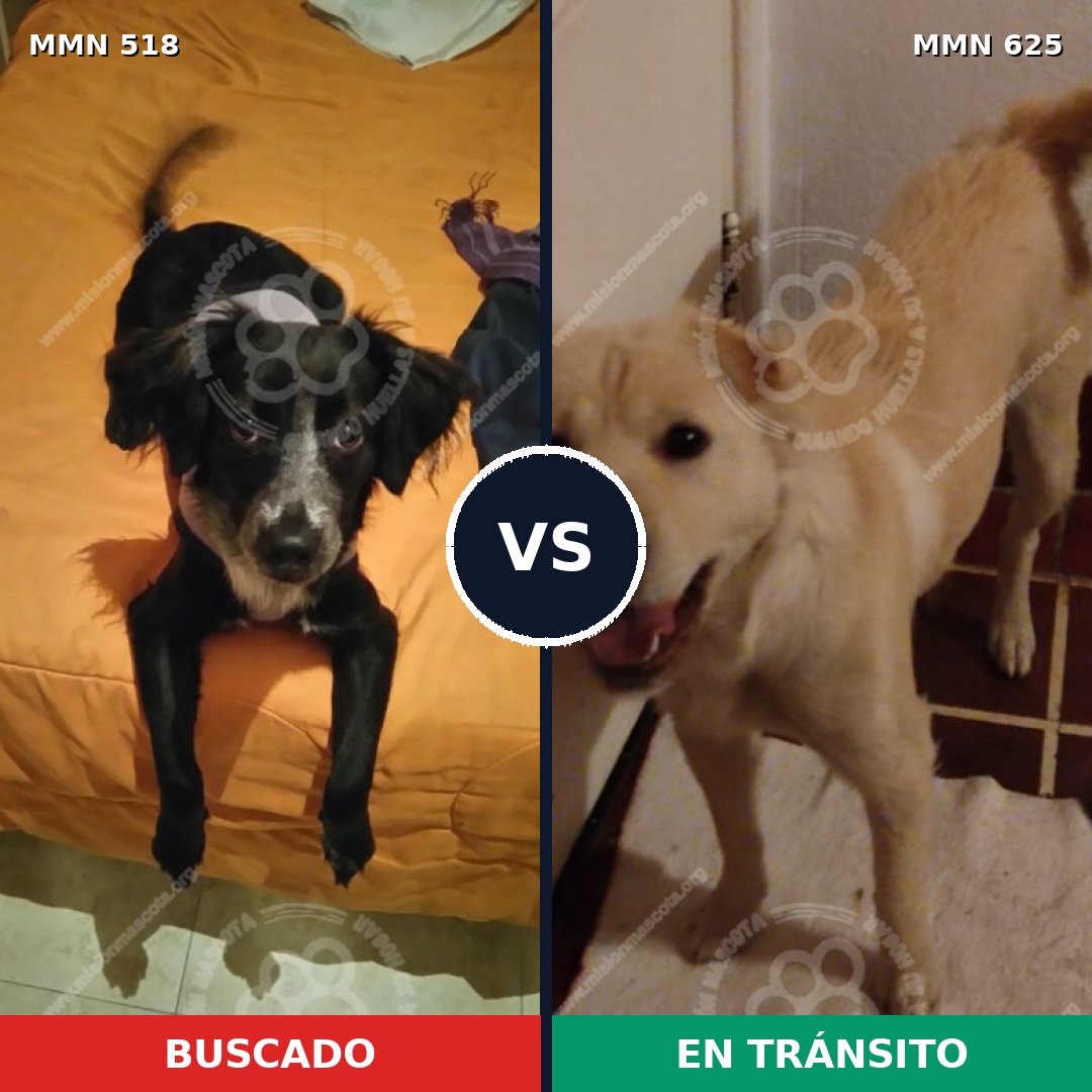 Comparativa MMS 8759: mascota perdida y mascota encontrada, 64% de similitud