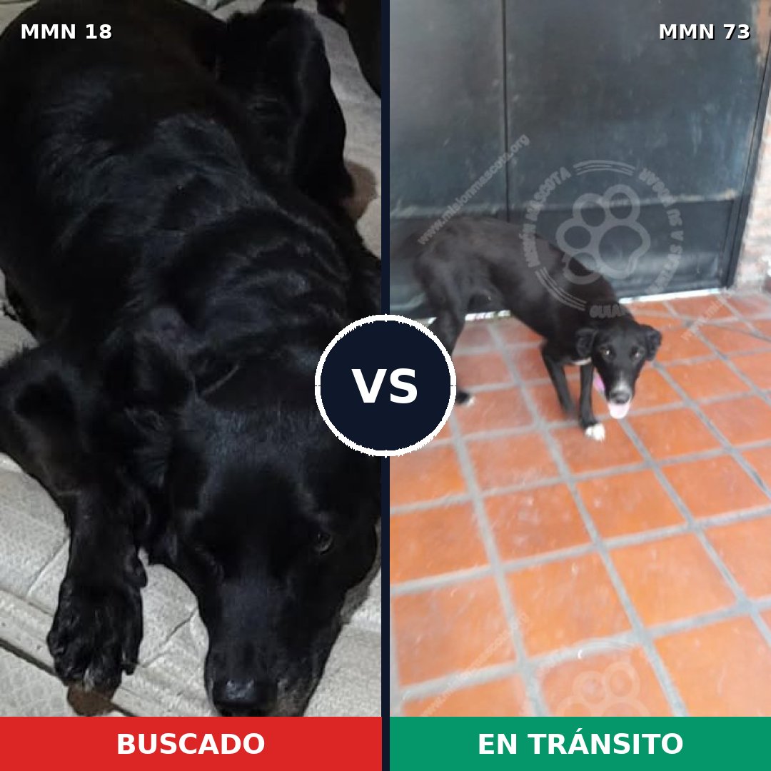 Comparativa MMS 876: mascota perdida y mascota encontrada, 59% de similitud