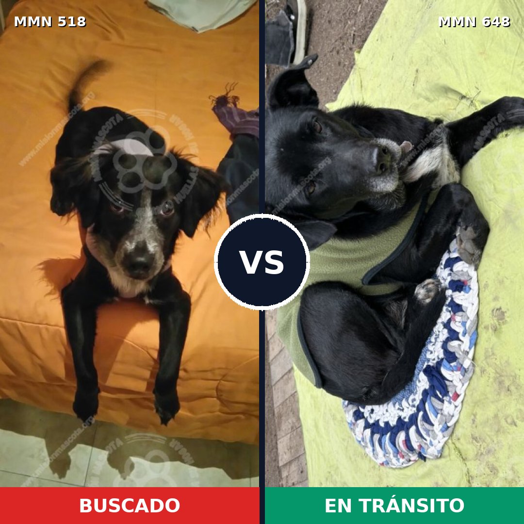 Comparativa MMS 8760: mascota perdida y mascota encontrada, 53% de similitud