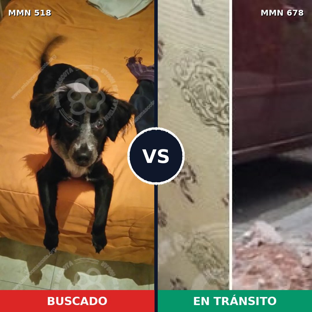Comparativa MMS 8761: mascota perdida y mascota encontrada, 73% de similitud