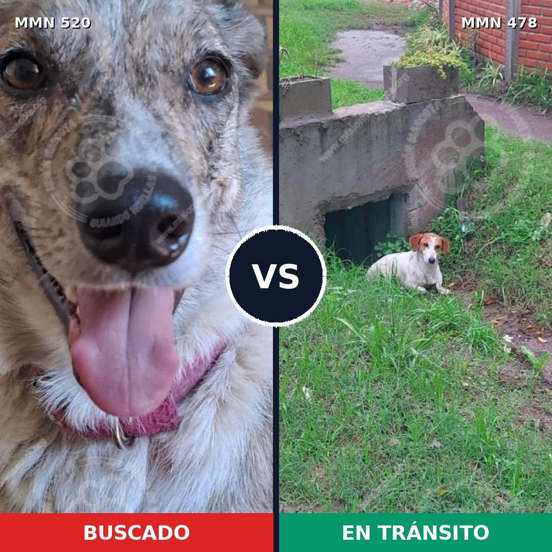 Comparativa MMS 8762: mascota perdida y mascota encontrada, 41% de similitud