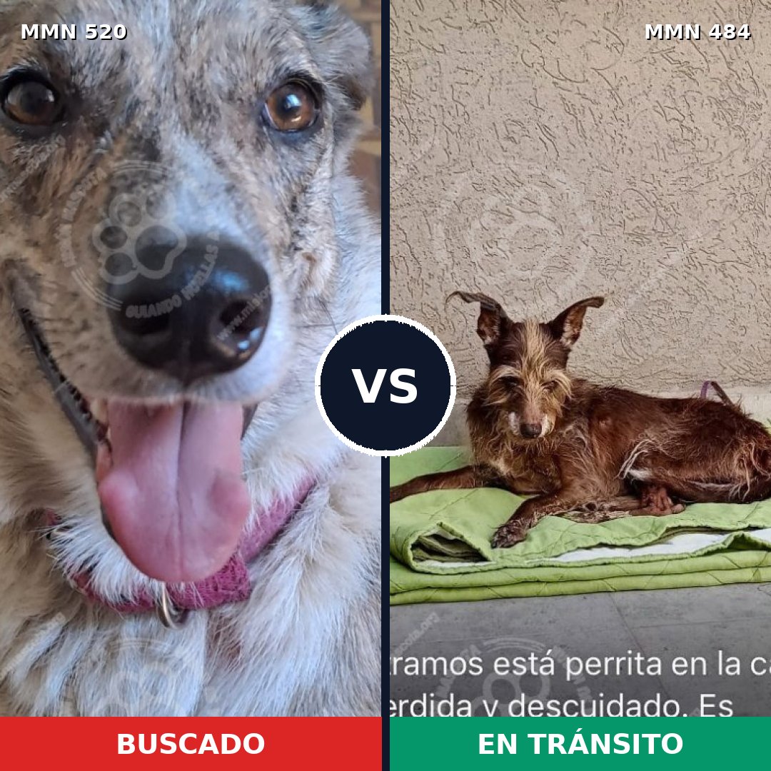 Comparativa MMS 8763: mascota perdida y mascota encontrada, 50% de similitud