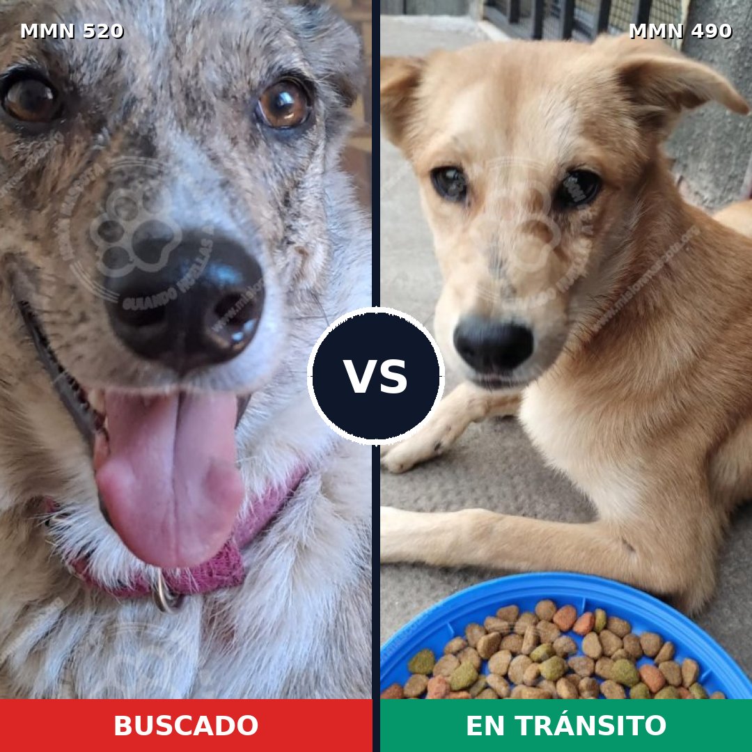 Comparativa MMS 8765: mascota perdida y mascota encontrada, 29% de similitud