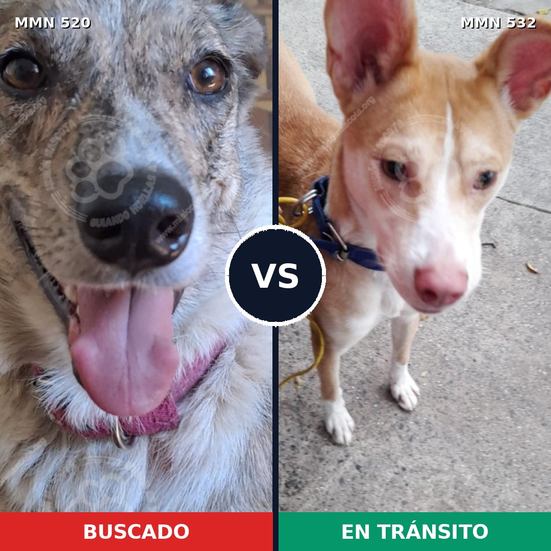 Comparativa MMS 8766: mascota perdida y mascota encontrada, 41% de similitud