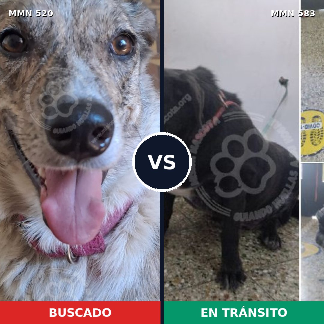 Comparativa MMS 8767: mascota perdida y mascota encontrada, 51% de similitud