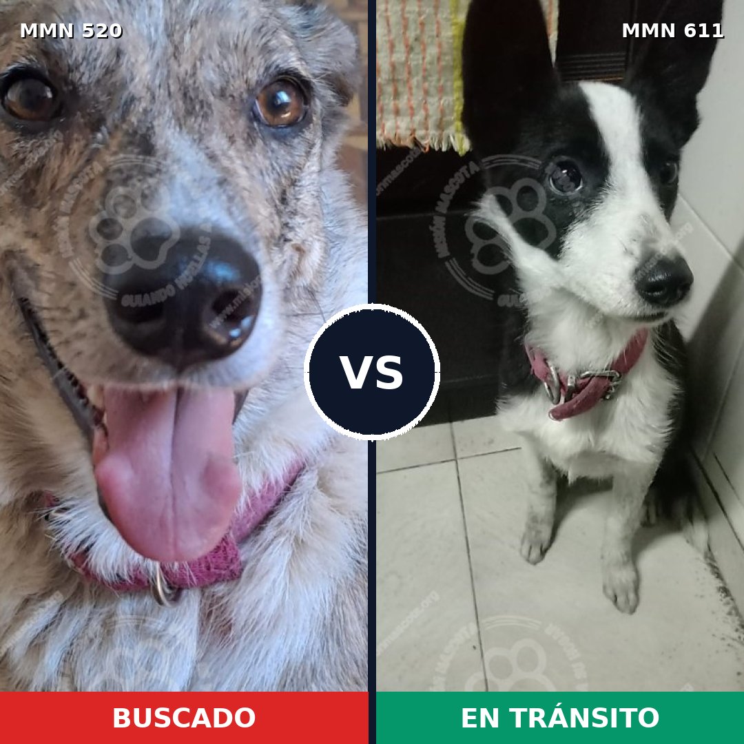 Comparativa MMS 8769: mascota perdida y mascota encontrada, 52% de similitud