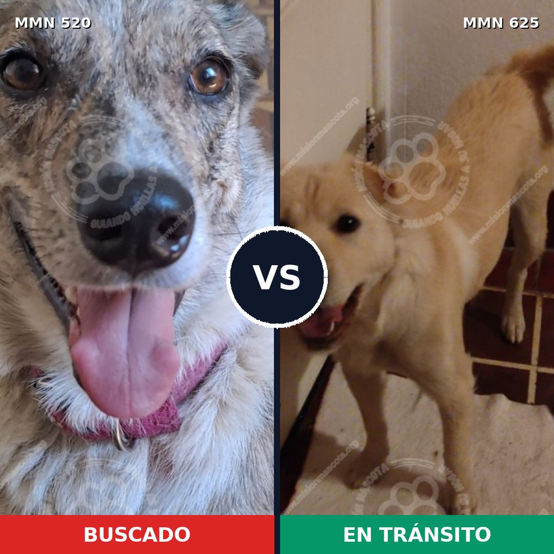 Comparativa MMS 8770: mascota perdida y mascota encontrada, 41% de similitud