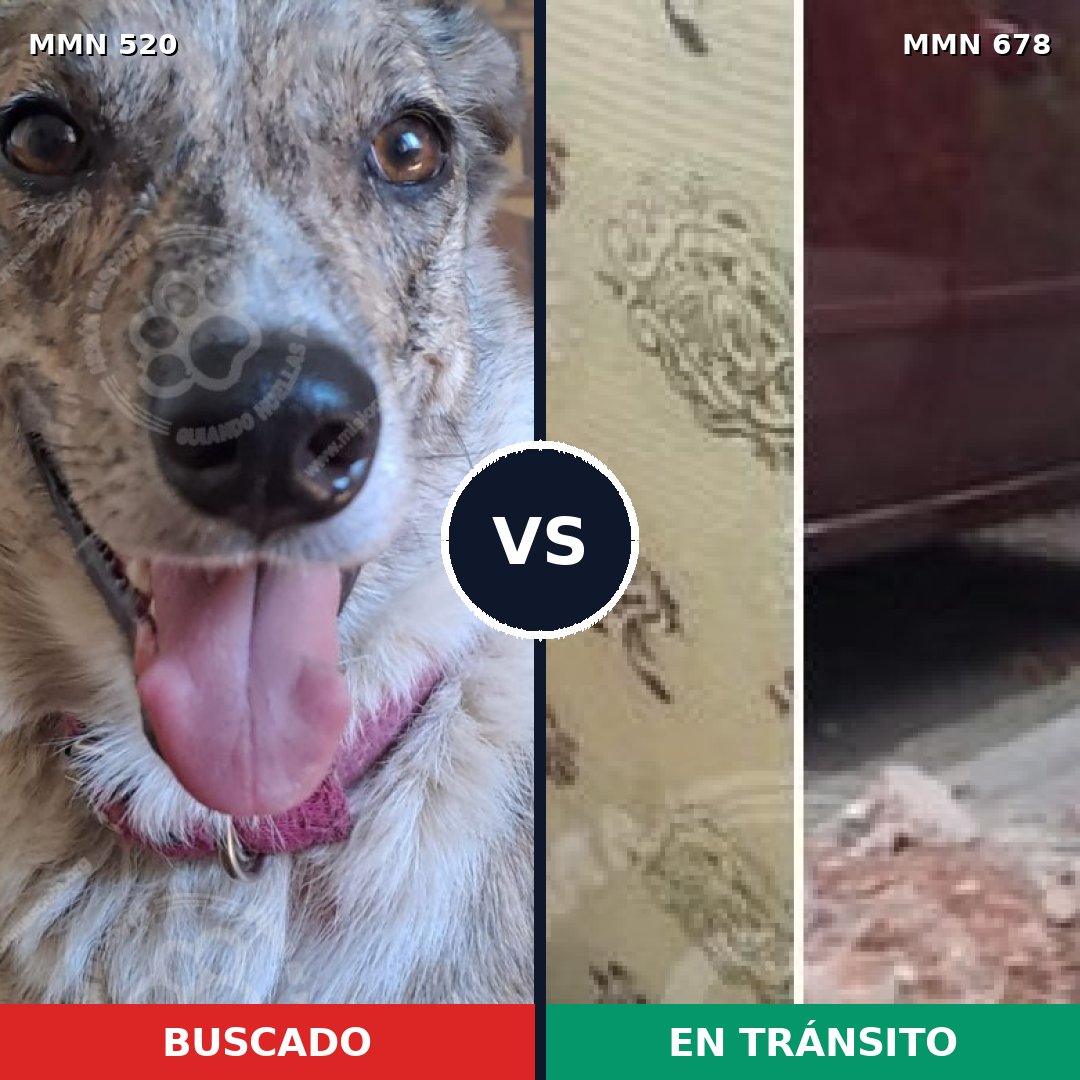 Comparativa MMS 8771: mascota perdida y mascota encontrada, 43% de similitud