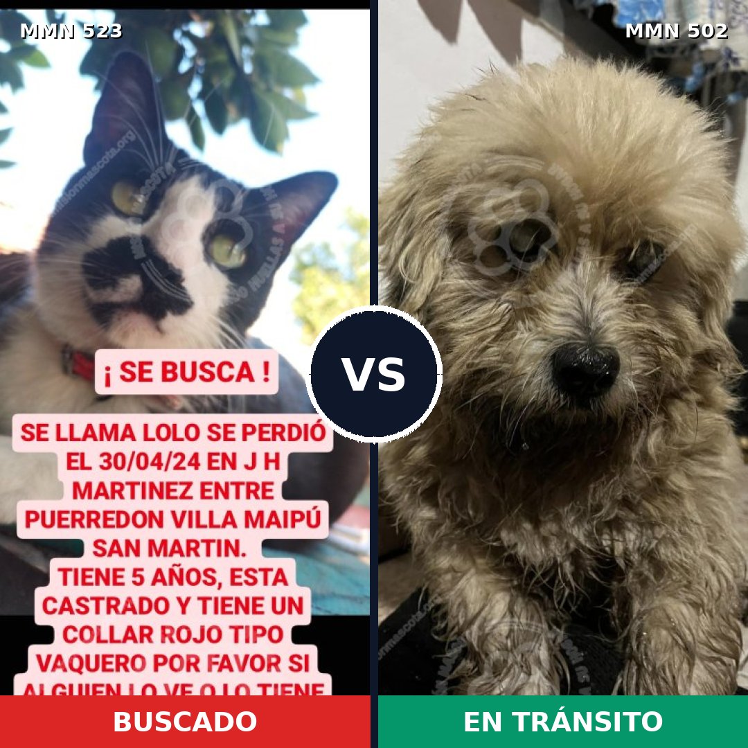 Comparativa MMS 8772: mascota perdida y mascota encontrada, 0% de similitud