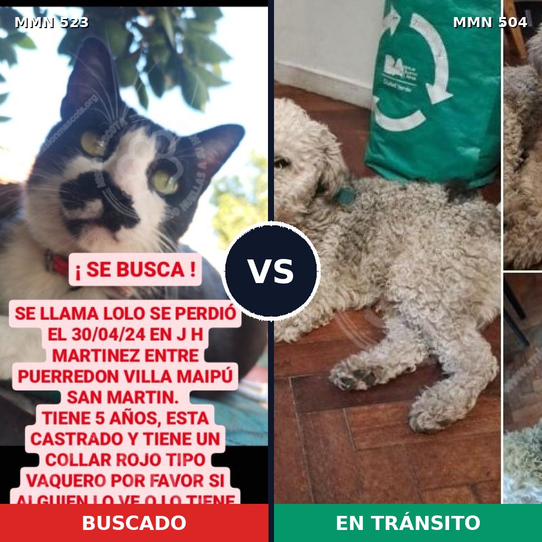 Comparativa MMS 8773: mascota perdida y mascota encontrada, 0% de similitud
