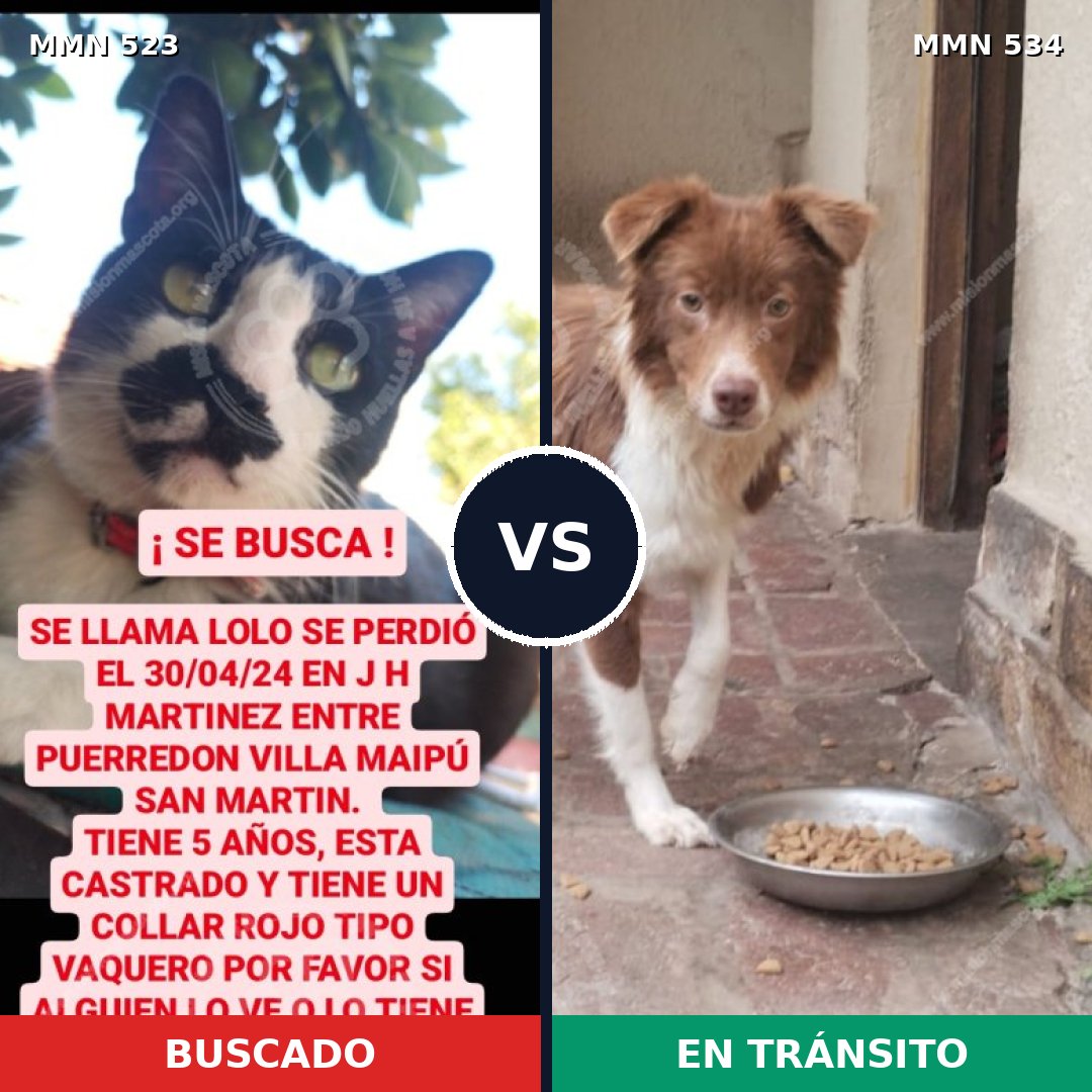 Comparativa MMS 8775: mascota perdida y mascota encontrada, 0% de similitud