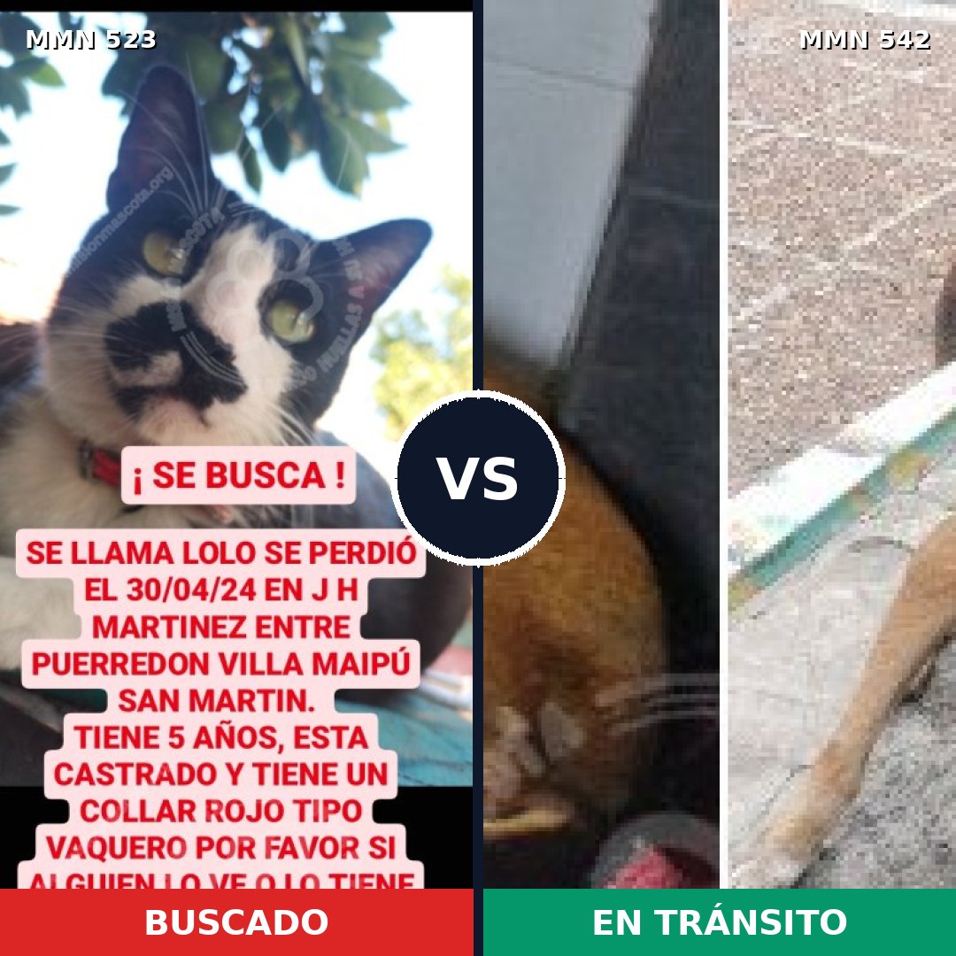 Comparativa MMS 8776: mascota perdida y mascota encontrada, 0% de similitud