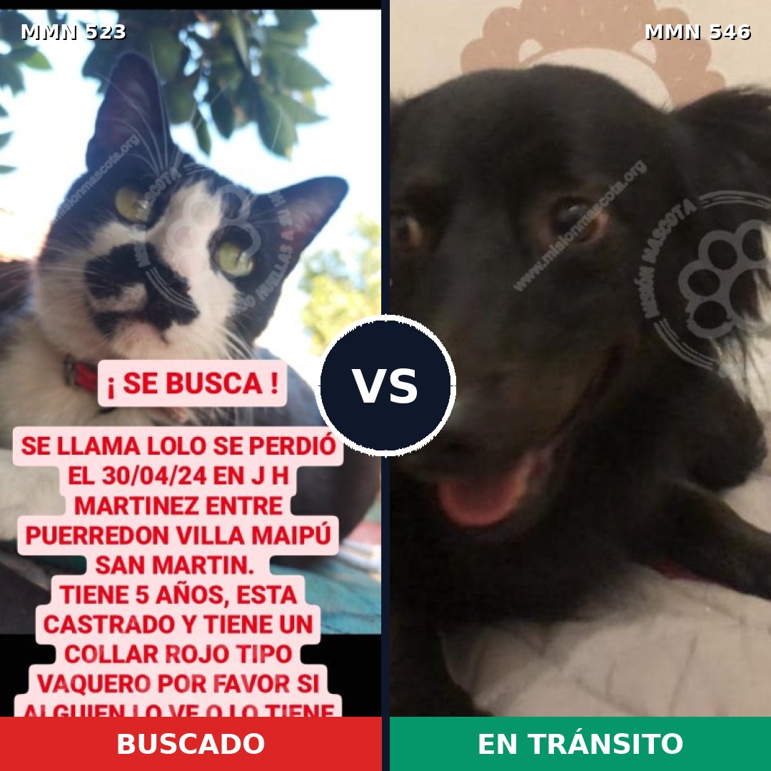 Comparativa MMS 8777: mascota perdida y mascota encontrada, 0% de similitud