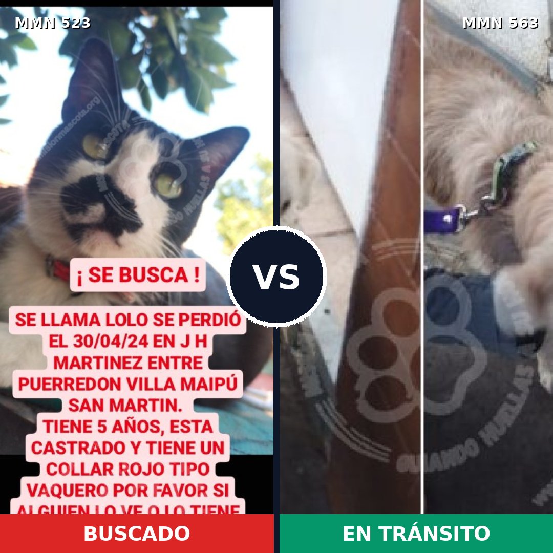 Comparativa MMS 8778: mascota perdida y mascota encontrada, 0% de similitud