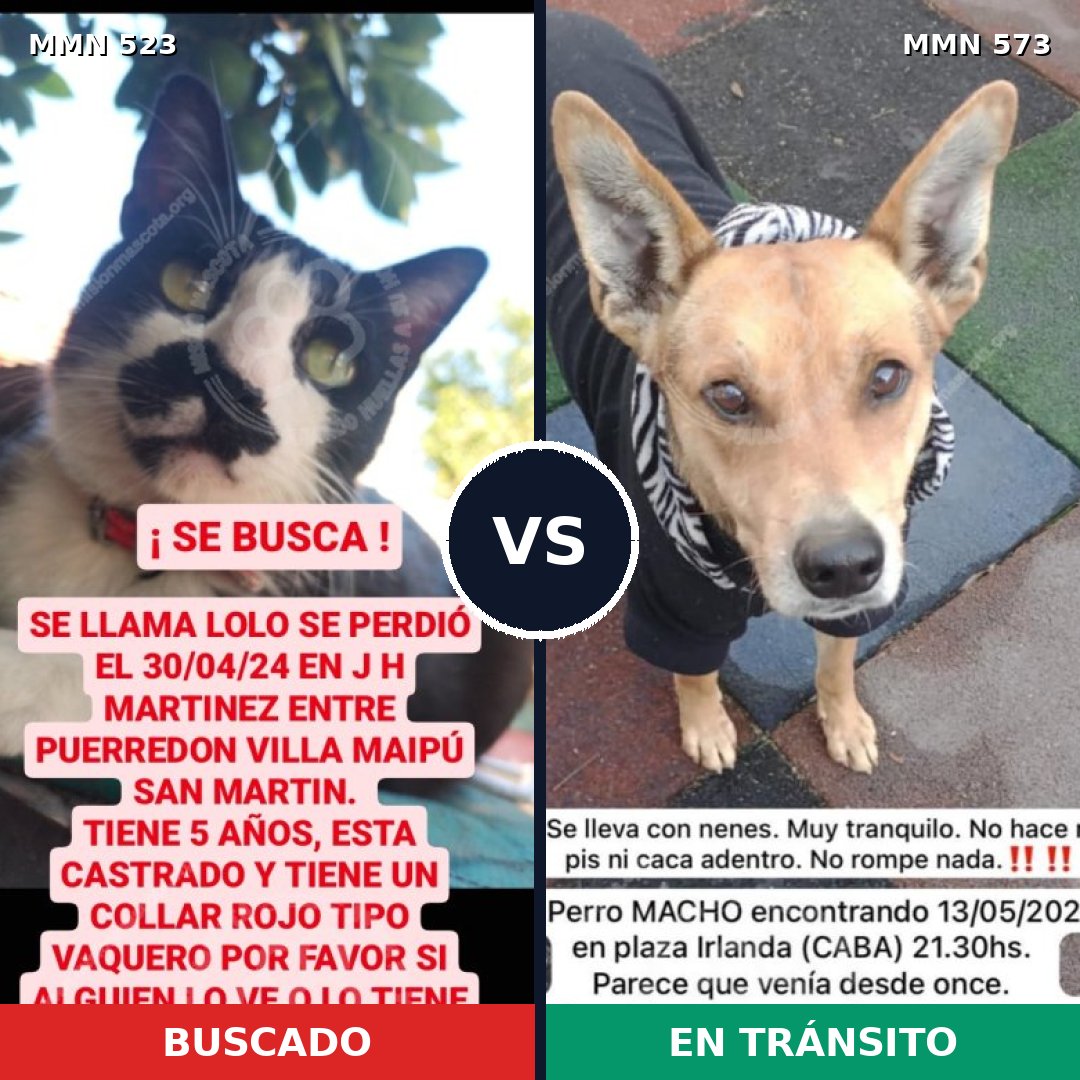 Comparativa MMS 8779: mascota perdida y mascota encontrada, 0% de similitud