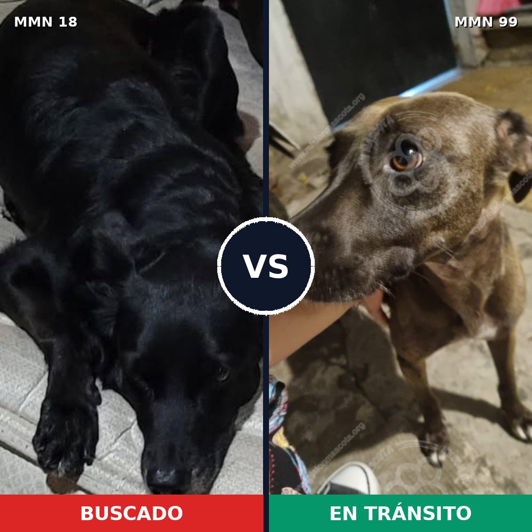 Comparativa MMS 878: mascota perdida y mascota encontrada, 44% de similitud