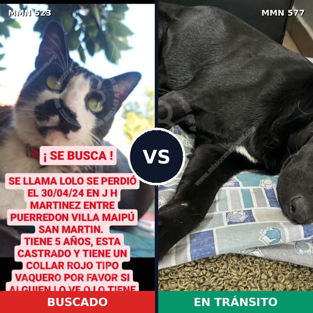 Comparativa MMS 8780: mascota perdida y mascota encontrada, 0% de similitud