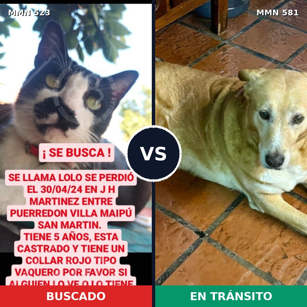 Comparativa MMS 8781: mascota perdida y mascota encontrada, 0% de similitud