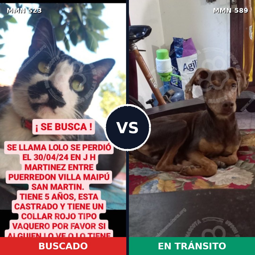 Comparativa MMS 8782: mascota perdida y mascota encontrada, 0% de similitud