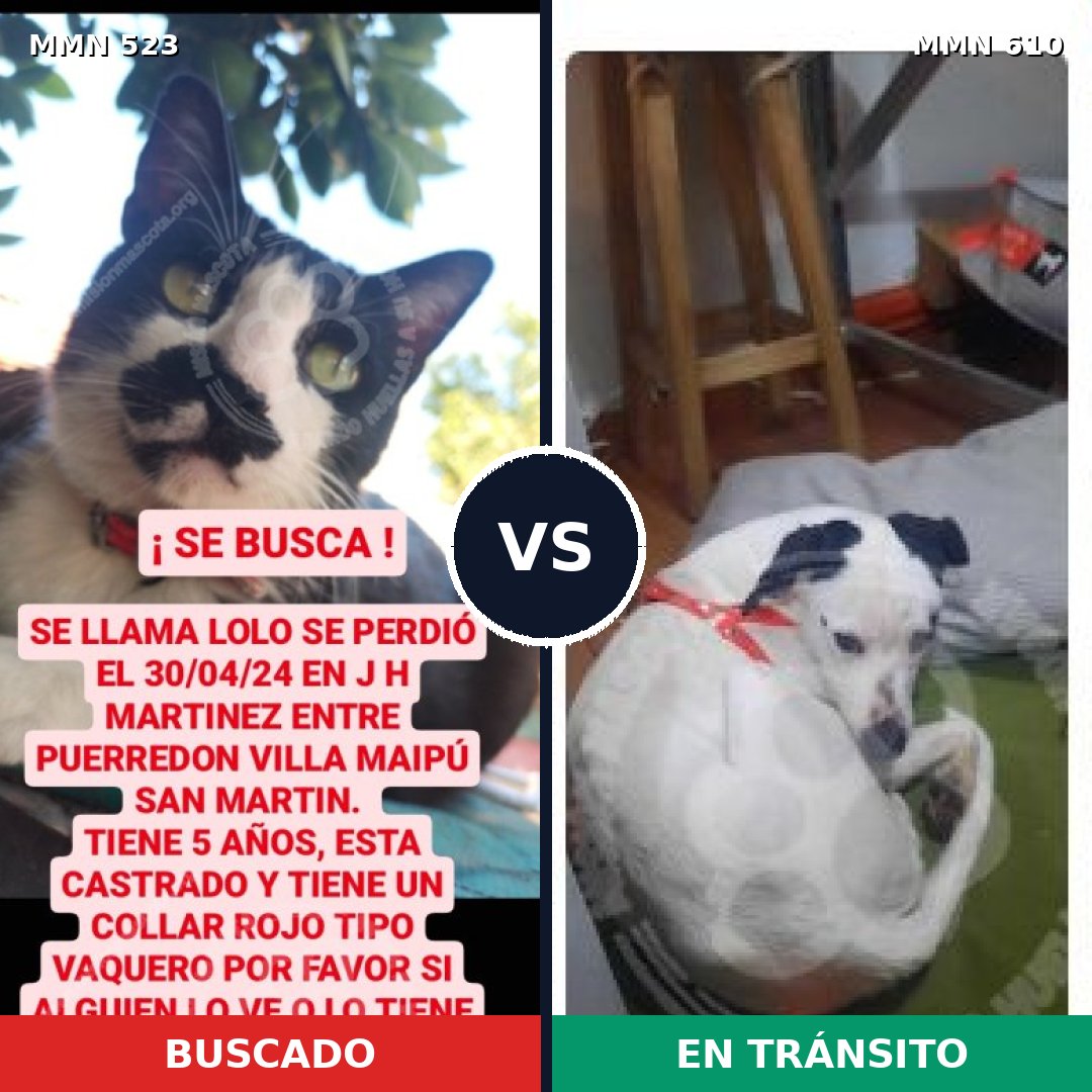 Comparativa MMS 8783: mascota perdida y mascota encontrada, 0% de similitud
