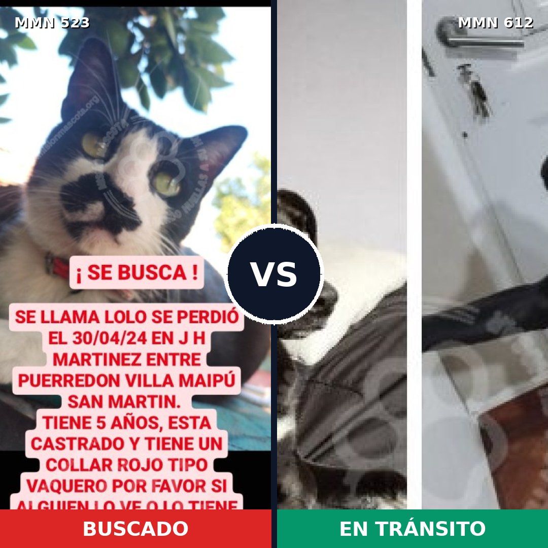 Comparativa MMS 8784: mascota perdida y mascota encontrada, 0% de similitud