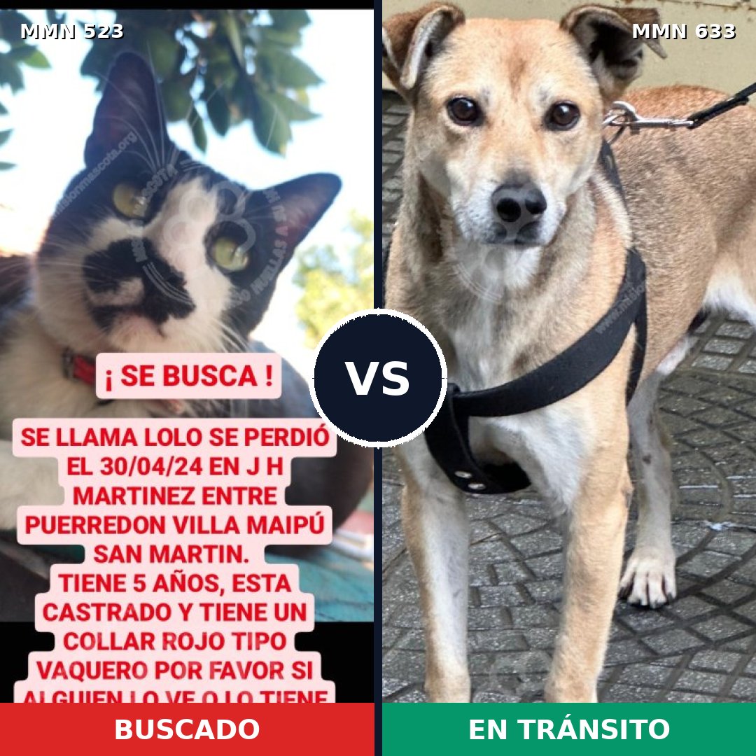 Comparativa MMS 8785: mascota perdida y mascota encontrada, 0% de similitud