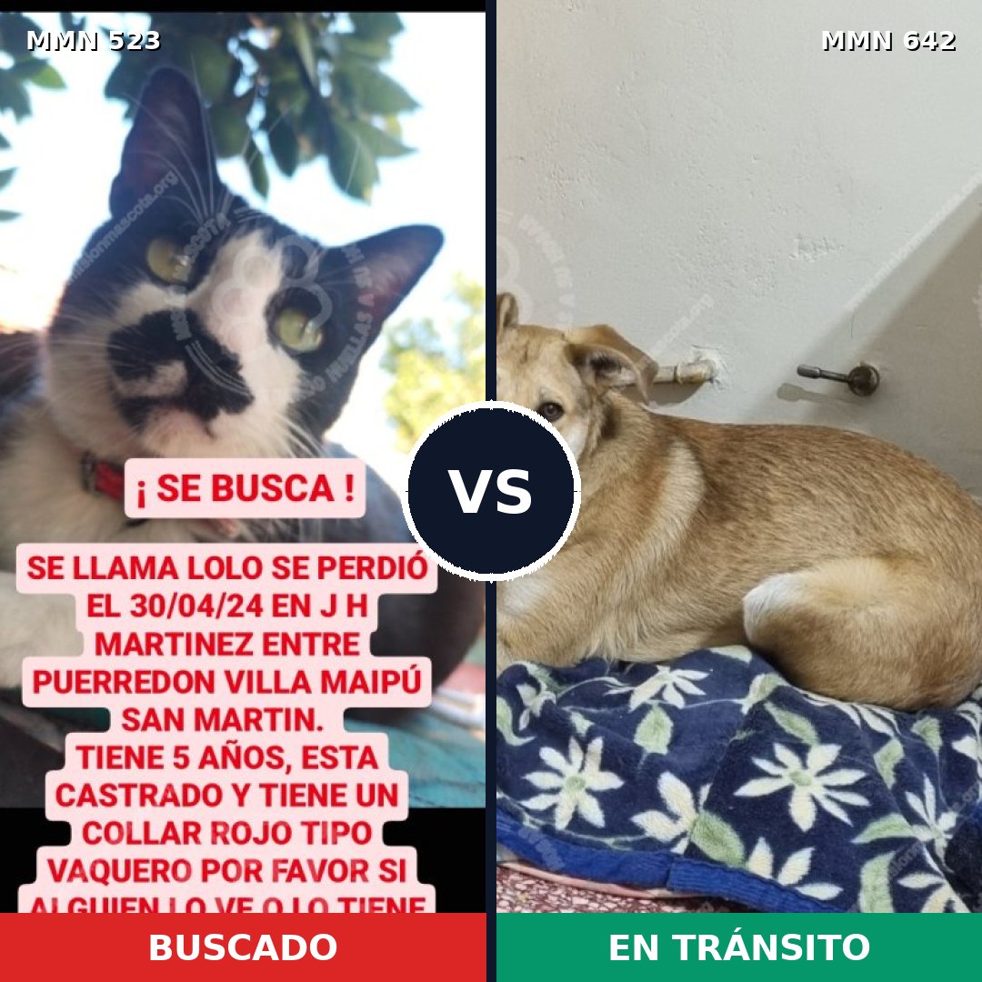 Comparativa MMS 8786: mascota perdida y mascota encontrada, 0% de similitud