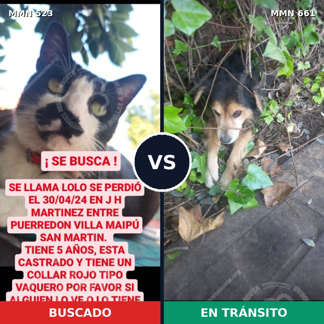 Comparativa MMS 8787: mascota perdida y mascota encontrada, 0% de similitud