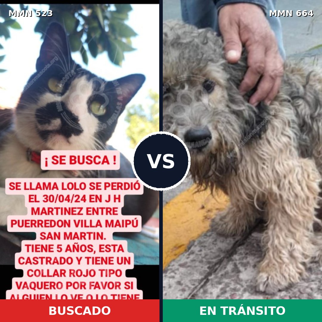 Comparativa MMS 8788: mascota perdida y mascota encontrada, 0% de similitud