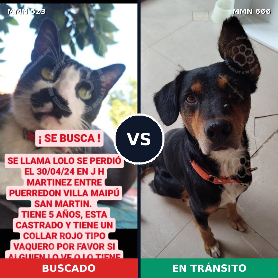 Comparativa MMS 8789: mascota perdida y mascota encontrada, 0% de similitud