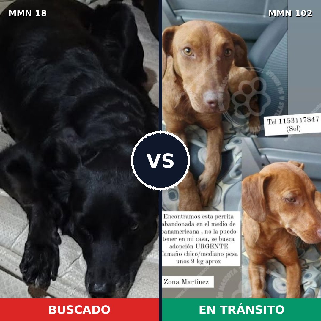 Comparativa MMS 879: mascota perdida y mascota encontrada, 51% de similitud