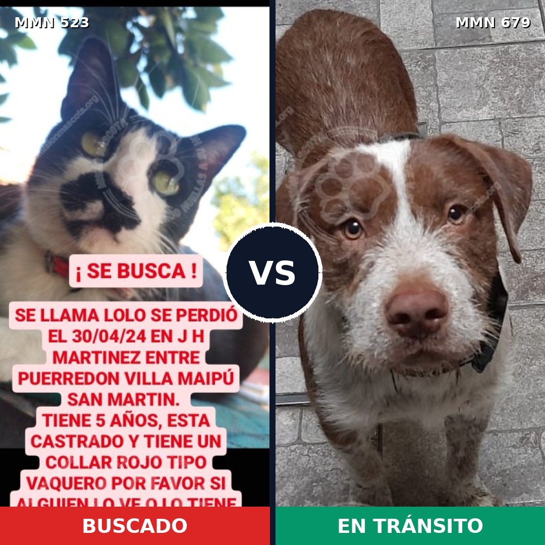 Comparativa MMS 8790: mascota perdida y mascota encontrada, 0% de similitud