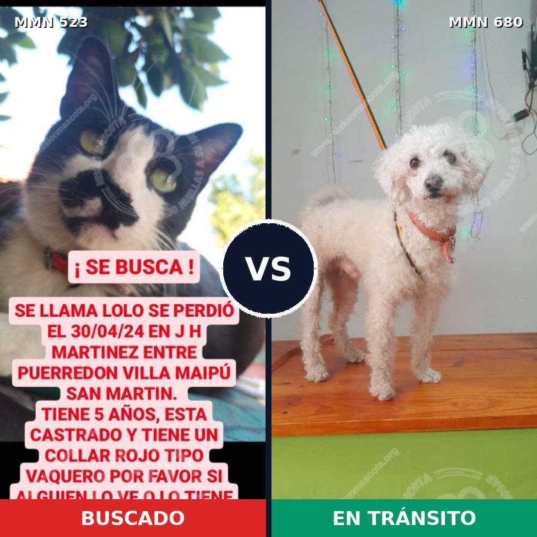 Comparativa MMS 8791: mascota perdida y mascota encontrada, 0% de similitud