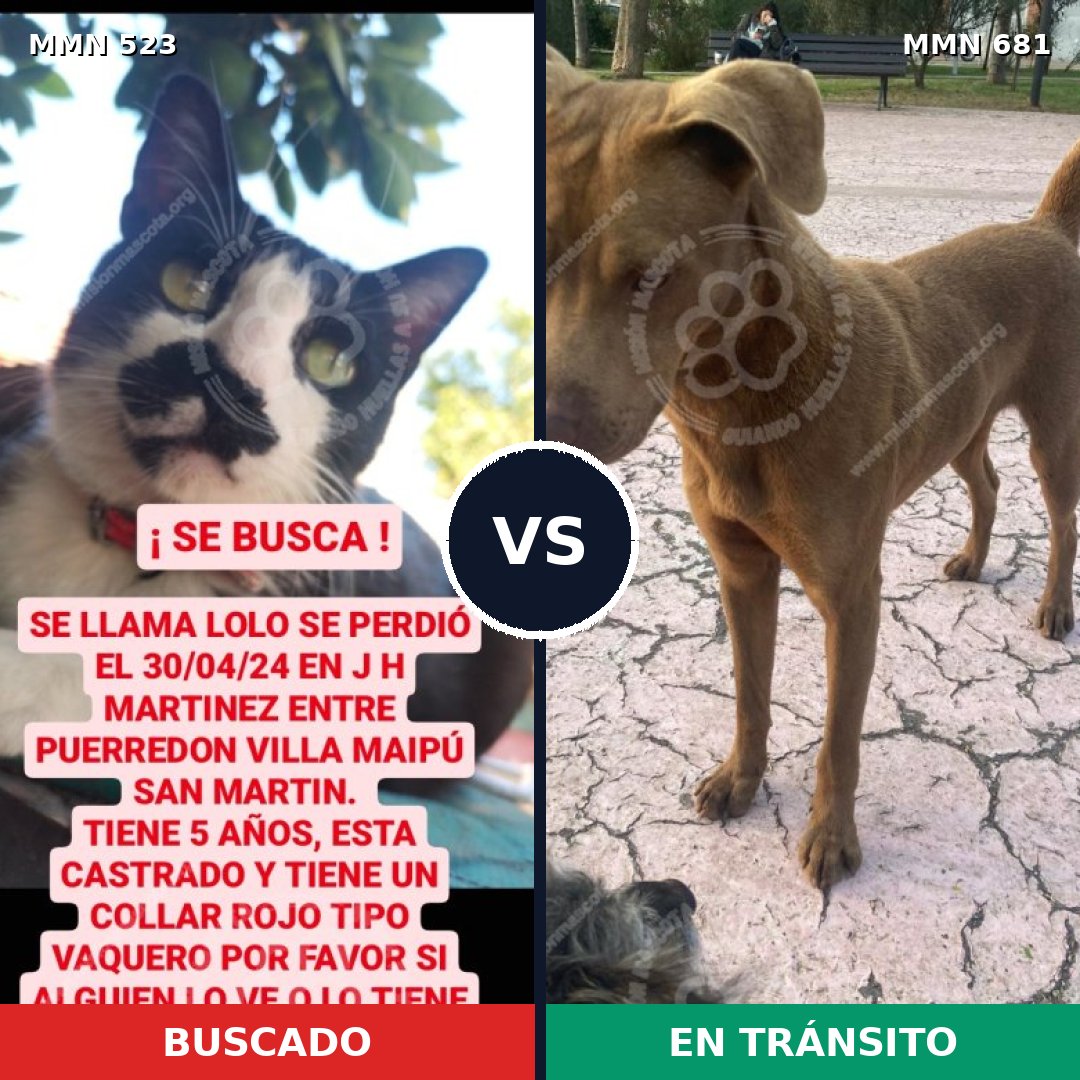 Comparativa MMS 8792: mascota perdida y mascota encontrada, 0% de similitud